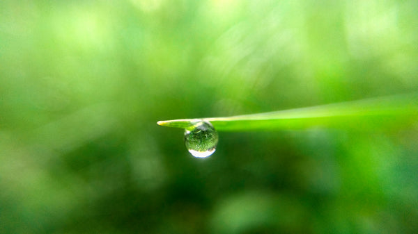 A pure dew drop hanging on a green leaf