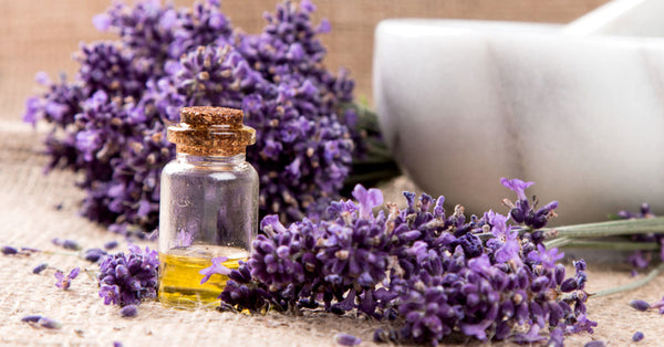 5 Major Benefits Of Lavender Oil That You Should Know