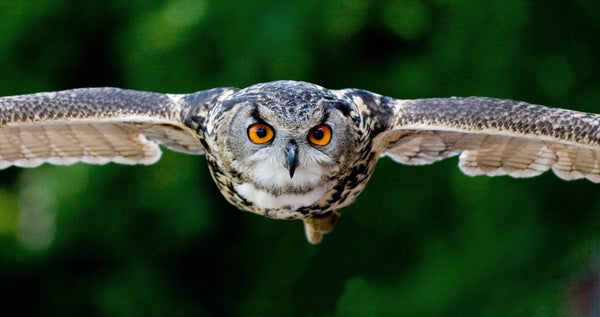 Focused Owl flying against green background