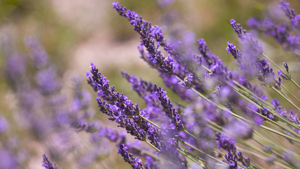 Purple lavender flowers in a purple field.