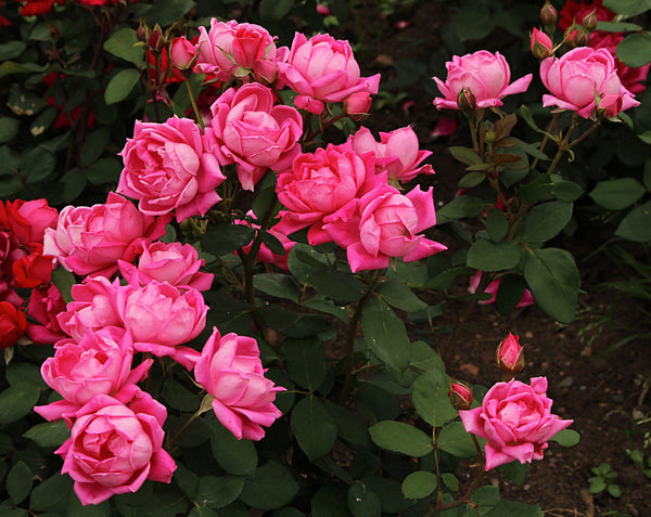 Bunch of bright pink flowers with green leaves