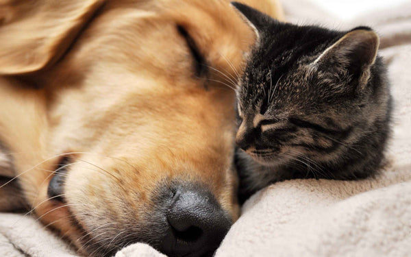 Dog and Cat soundly sleeping together on the bed