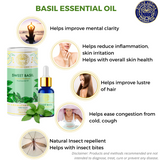 Basil (Sweet) | For Acne, Wrinkles, Hair Health, Air-purification, Mental clarity